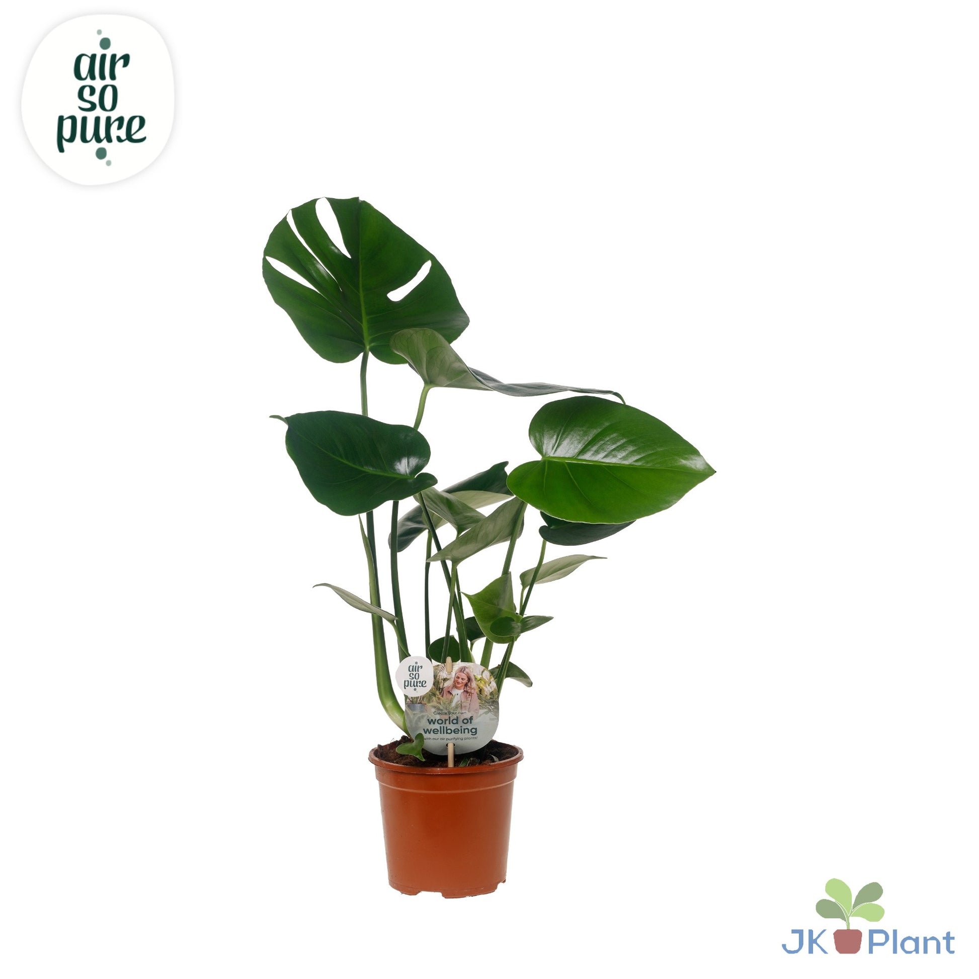 Monstera deliciosa 45cm 14cm Pot
