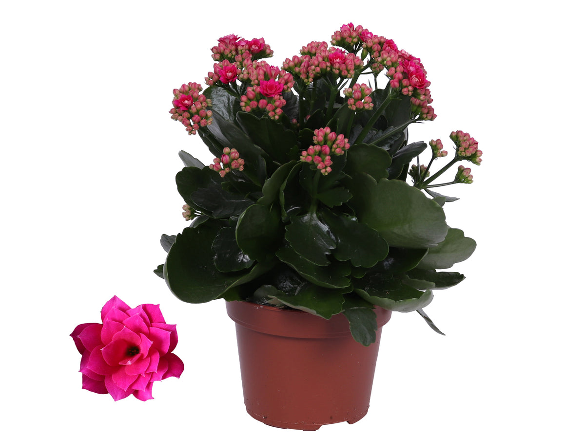 Kalanchoe Rosalina Don Victorio 27cm 12cm Pot