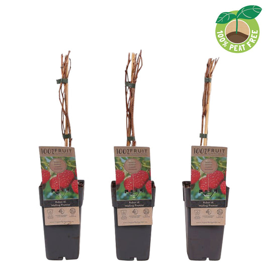 Rubus id. Malling Promise 50cm 15cm Pot