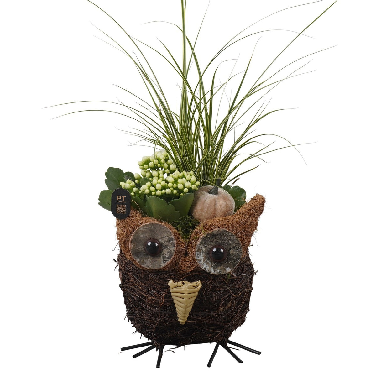 Indoor arrangement 35cm 15cm Pot
