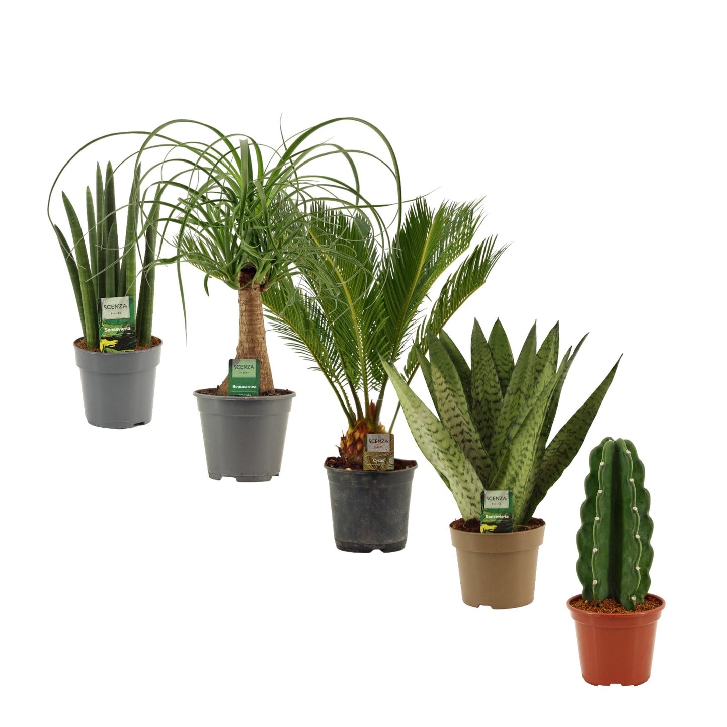 Foliage houseplants mix 45cm 14cm Pot