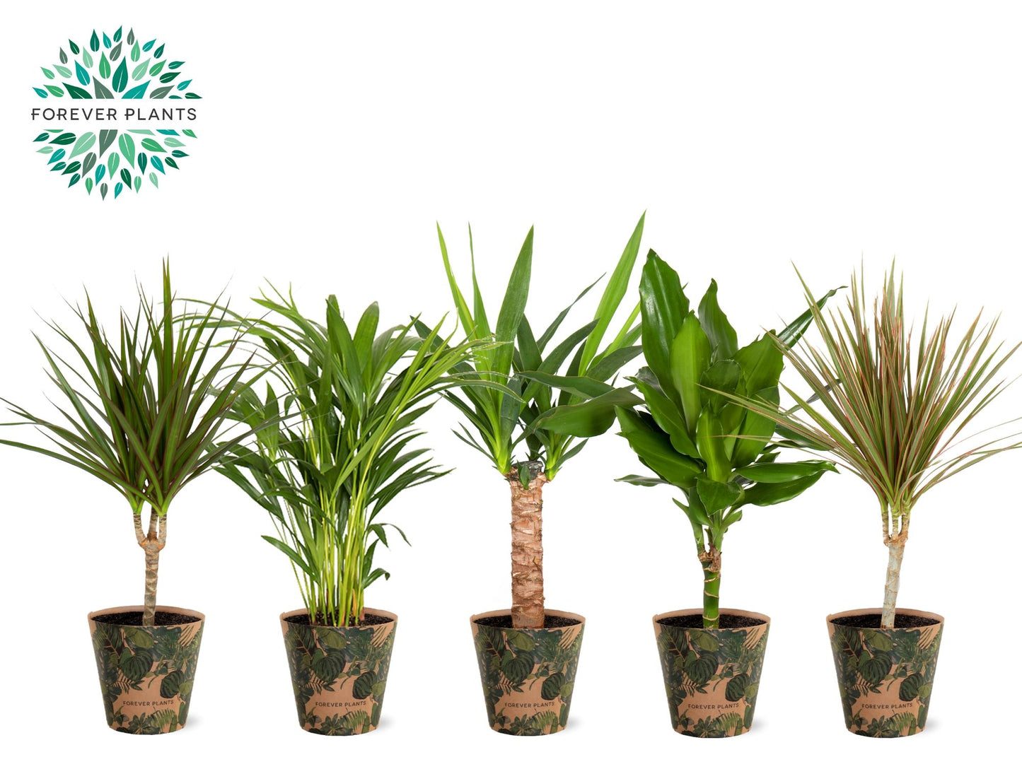Foliage houseplants mix 50cm 14cm Pot