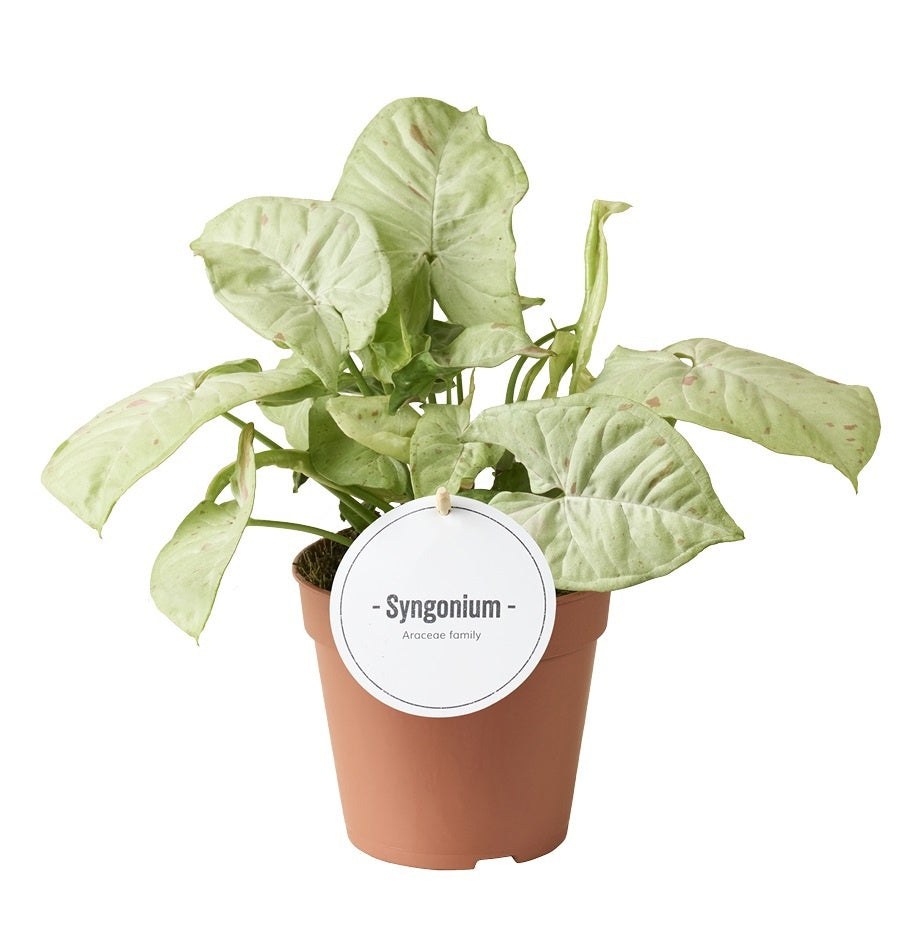 Syngonium Confetti 25cm 12cm Pot