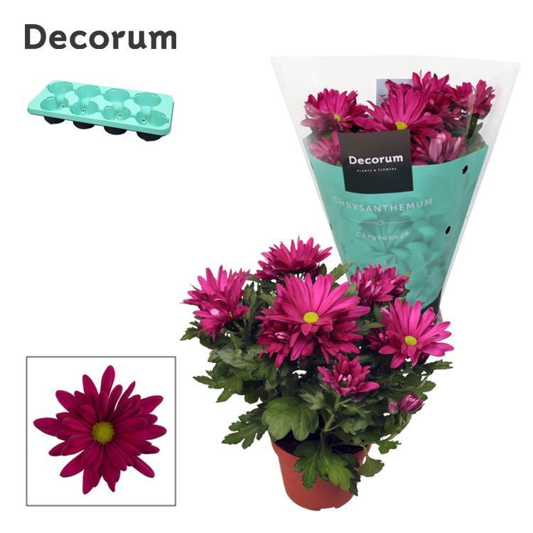 Chrysanthemum Margarita Purple 25cm 13cm Pot