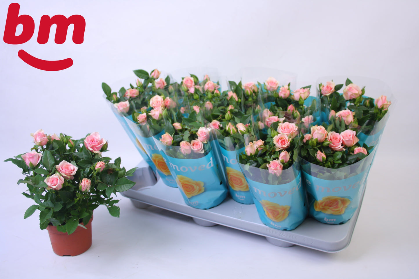 BM Roses Rosa Jewel Baby Pack of 12