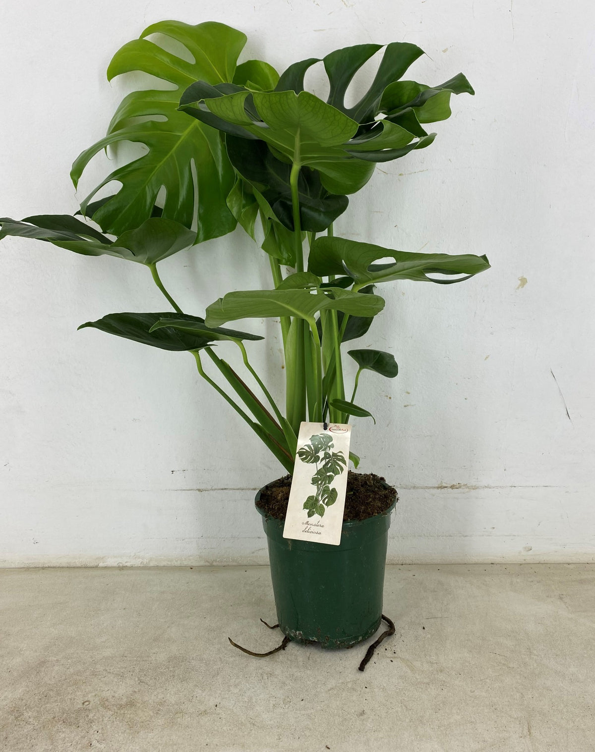 Monstera deliciosa 70cm 19cm Pot