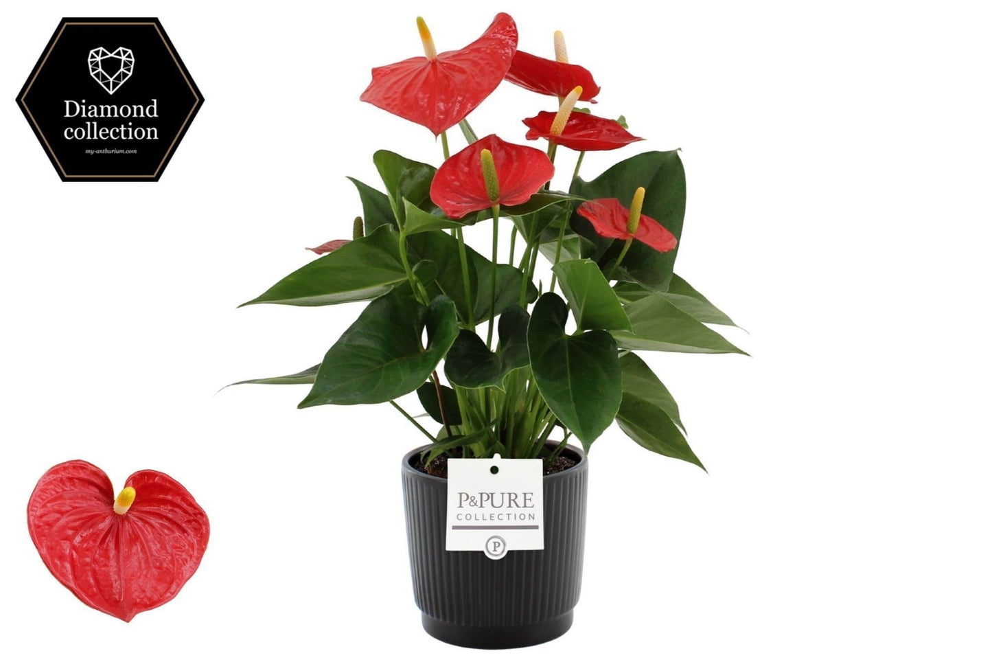 Anthurium Esudo 40cm 12cm Pot