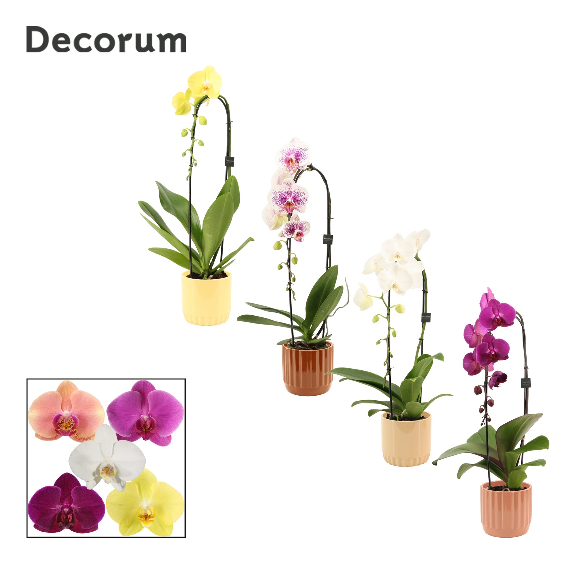 Phalaenopsis mix 55cm 12cm Pot