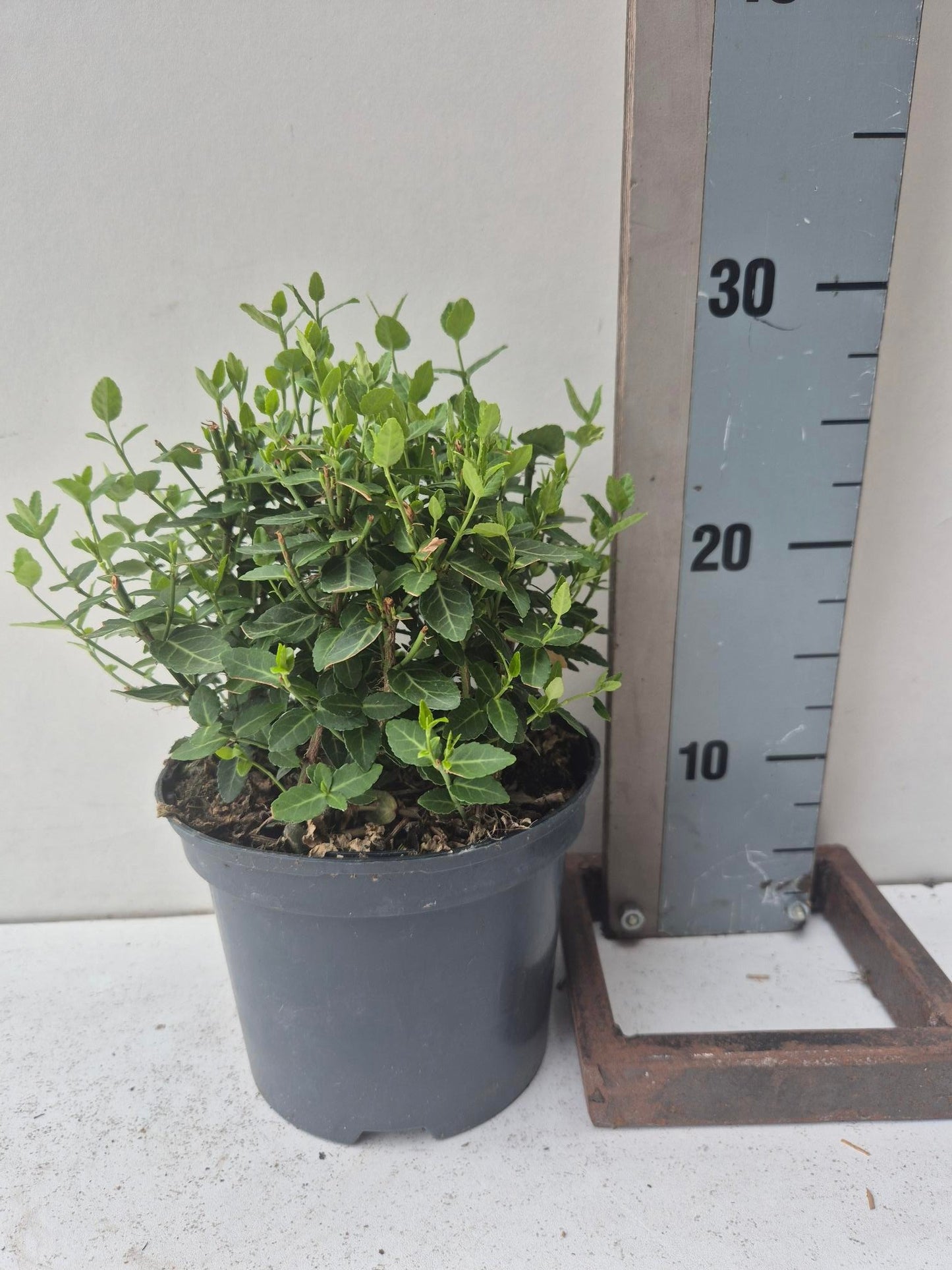Roessel Tuinpl. VOF, B. v. Euonymus Radicans Pack of 6