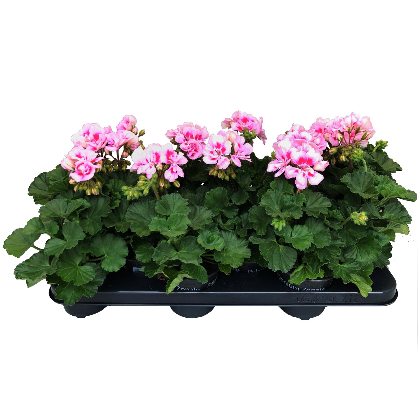 Pelargonium zon. Toscana Sil Linus 25cm 510cm Pot