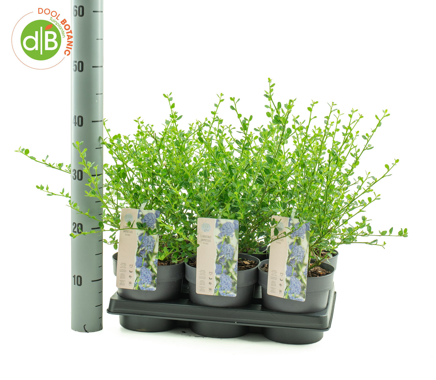Dool Botanic Ceanothus Blue Mound Pack of 6