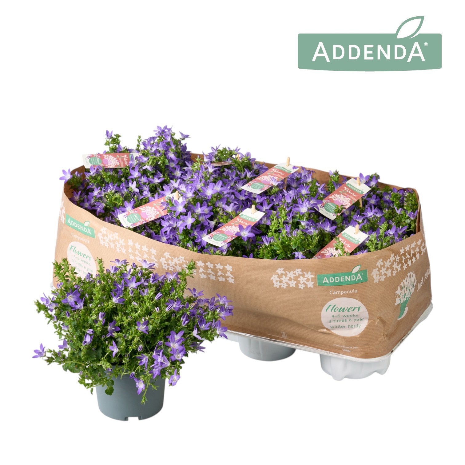 Campanula Adansa purple 17cm 12cm Pot