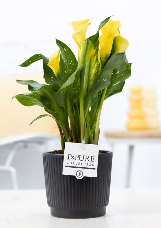 Zantedeschia Summer Sun 40cm 12cm Pot