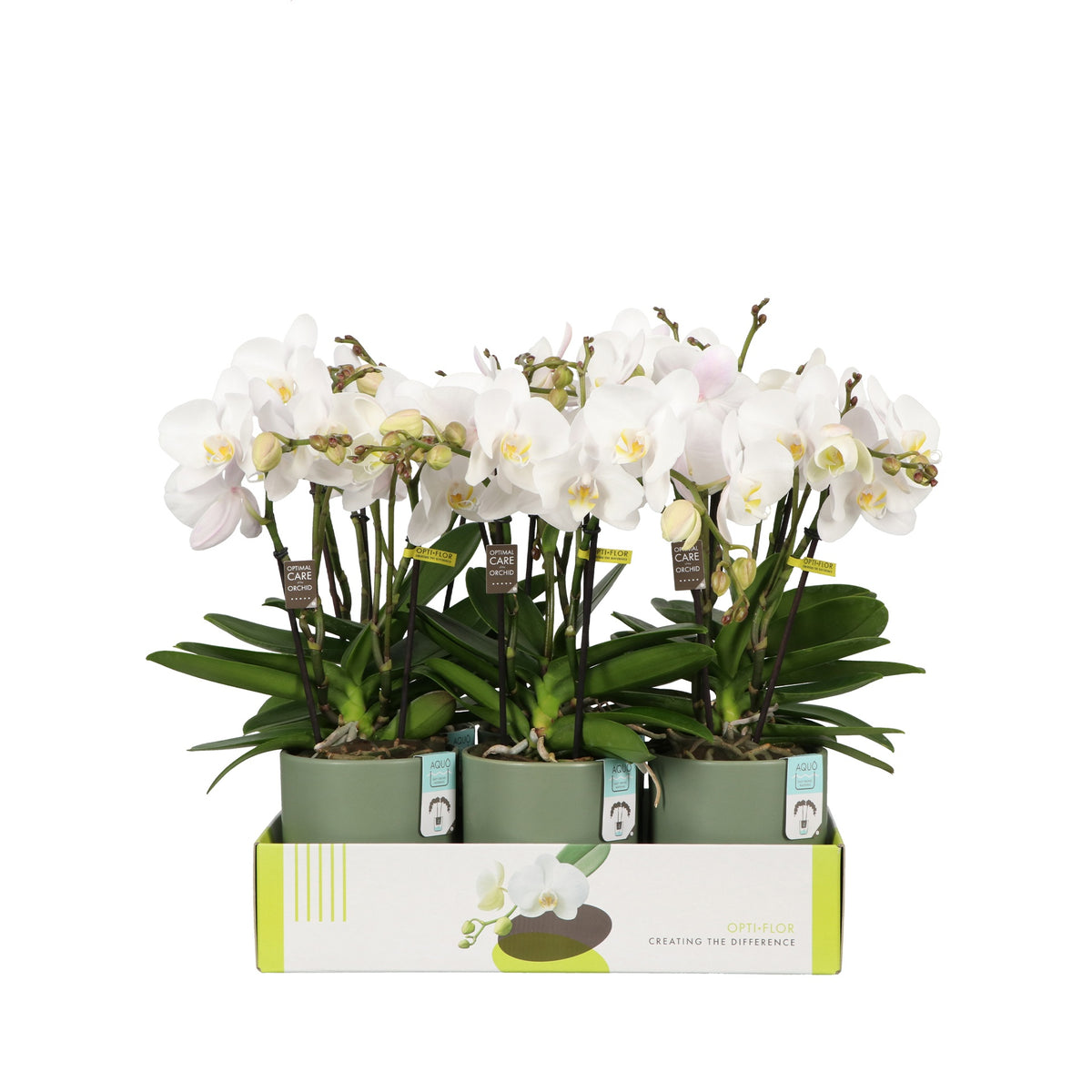 Phalaenopsis white 40cm 12cm Pot