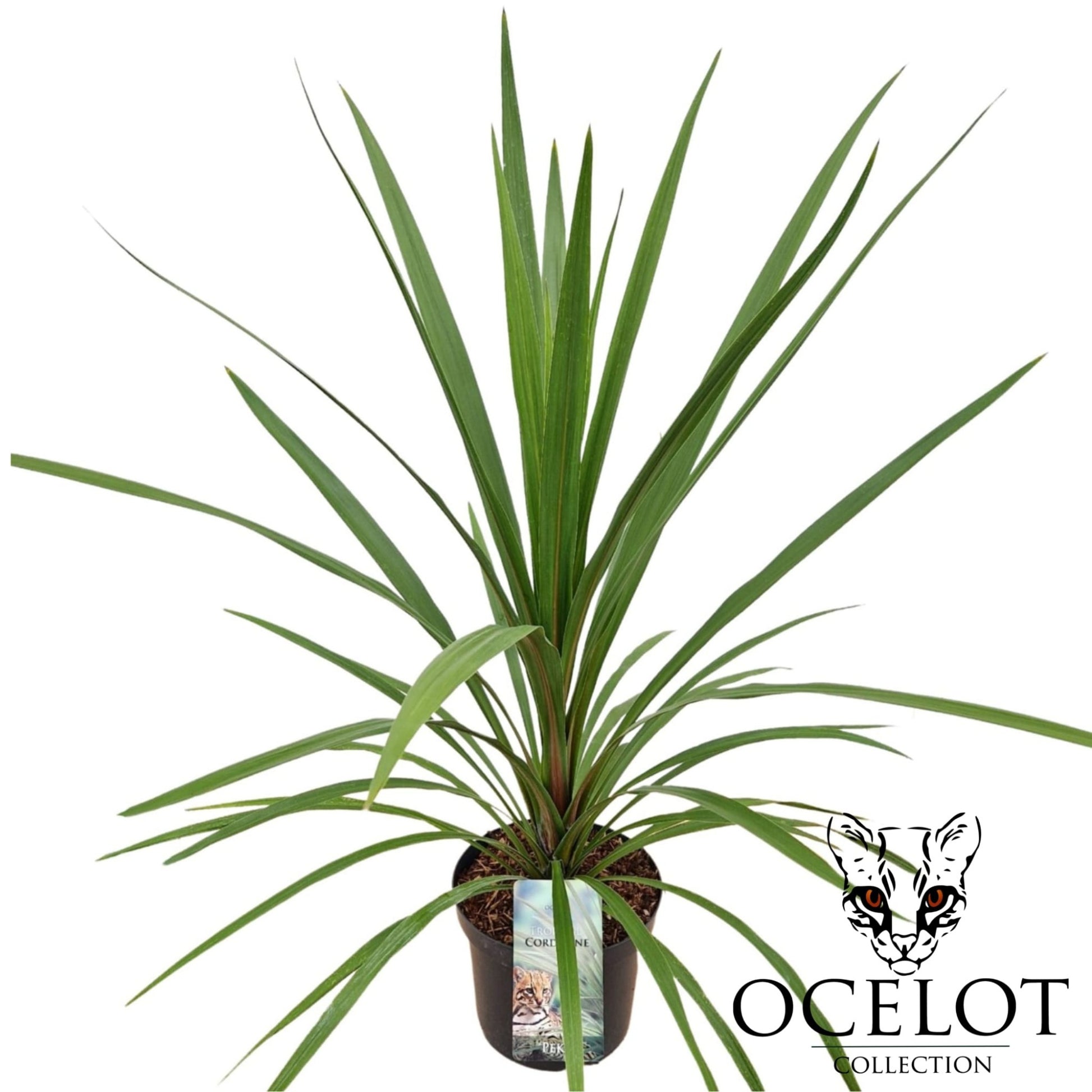 Cordyline indivisa Peko 120cm 26cm Pot