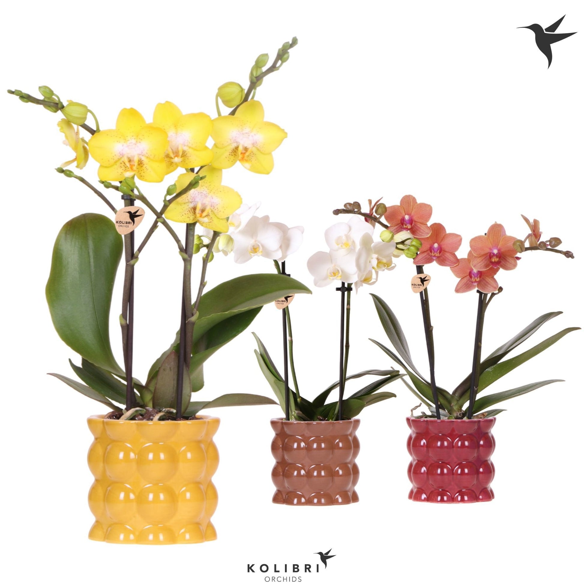 Phalaenopsis mix 40cm 9cm Pot