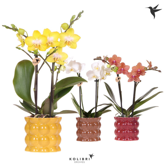 Phalaenopsis mix 40cm 9cm Pot