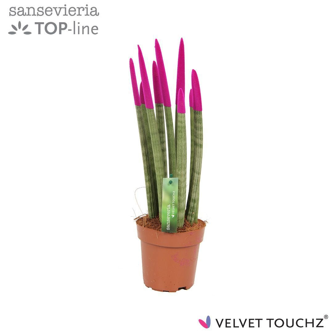 Sansevieria cylindrica 45cm 12cm Pot