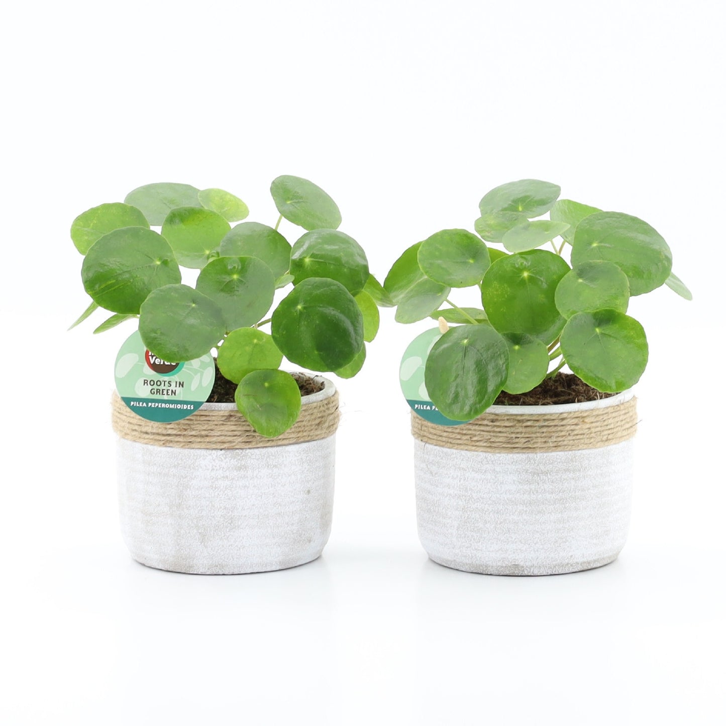 Pilea peperomioides 25cm 13cm Pot