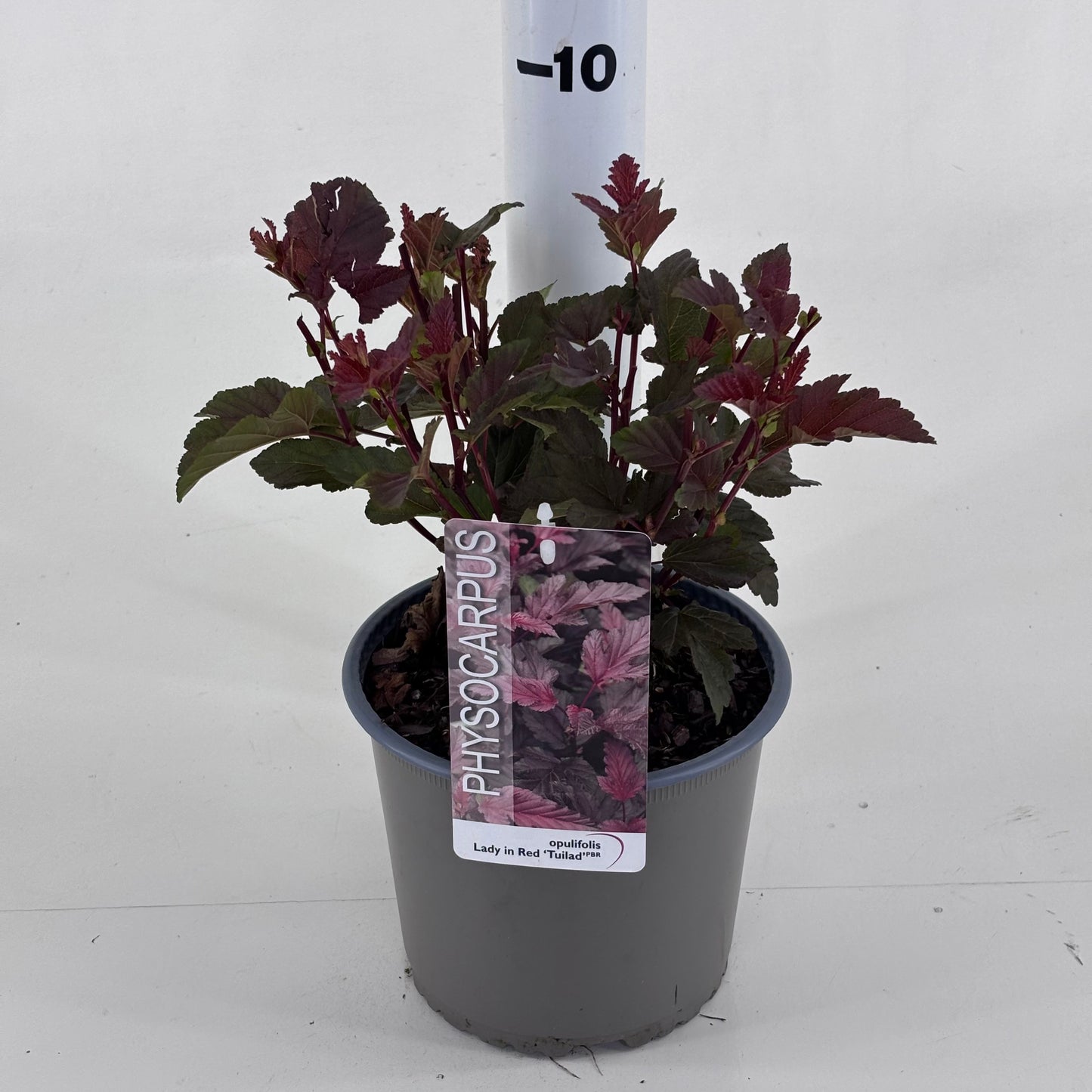 Physocarpus Lady In Red 25cm 19cm Pot
