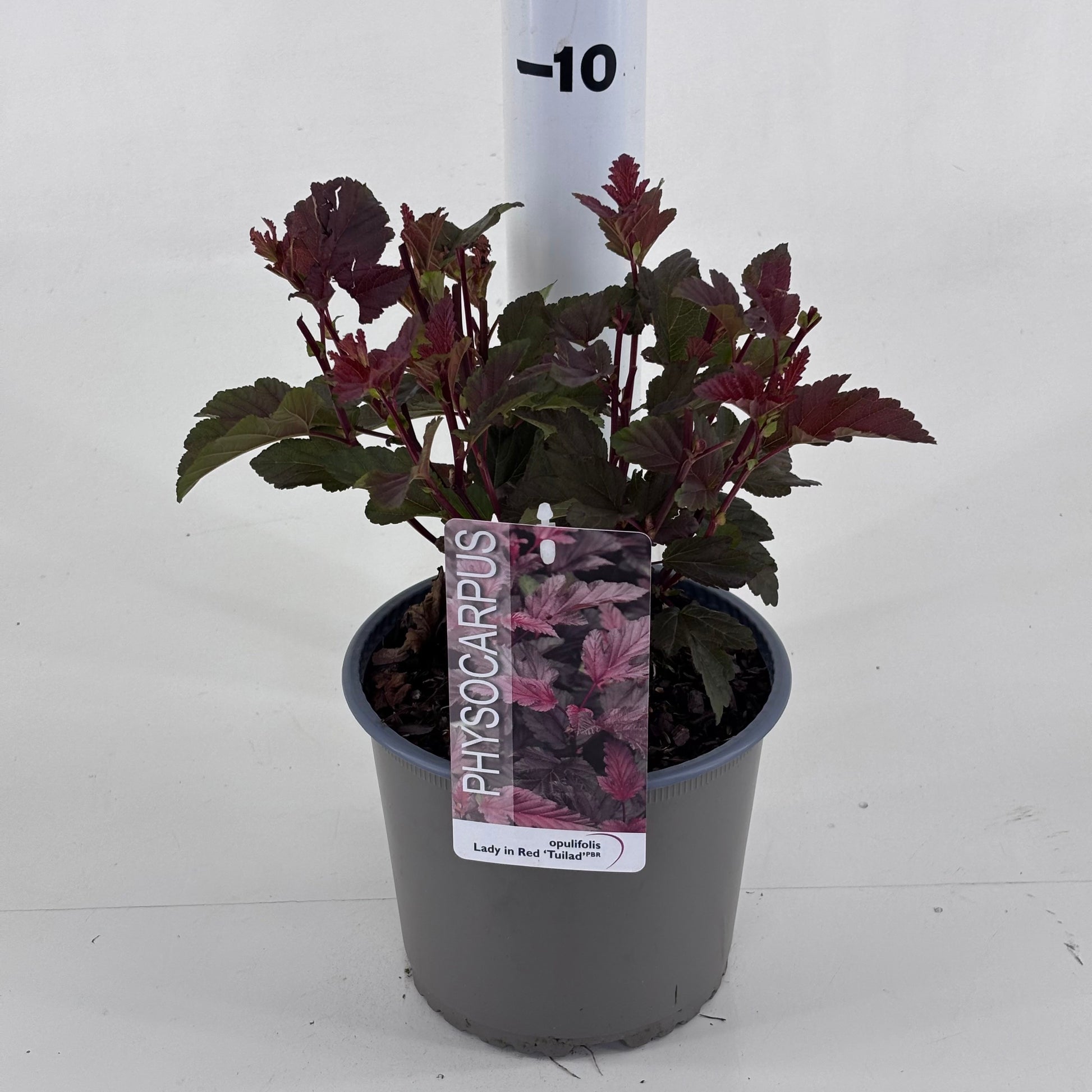 Physocarpus Lady In Red 25cm 19cm Pot