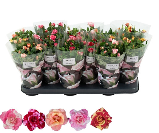 Roses Victory mix 28cm 10.5cm Pot