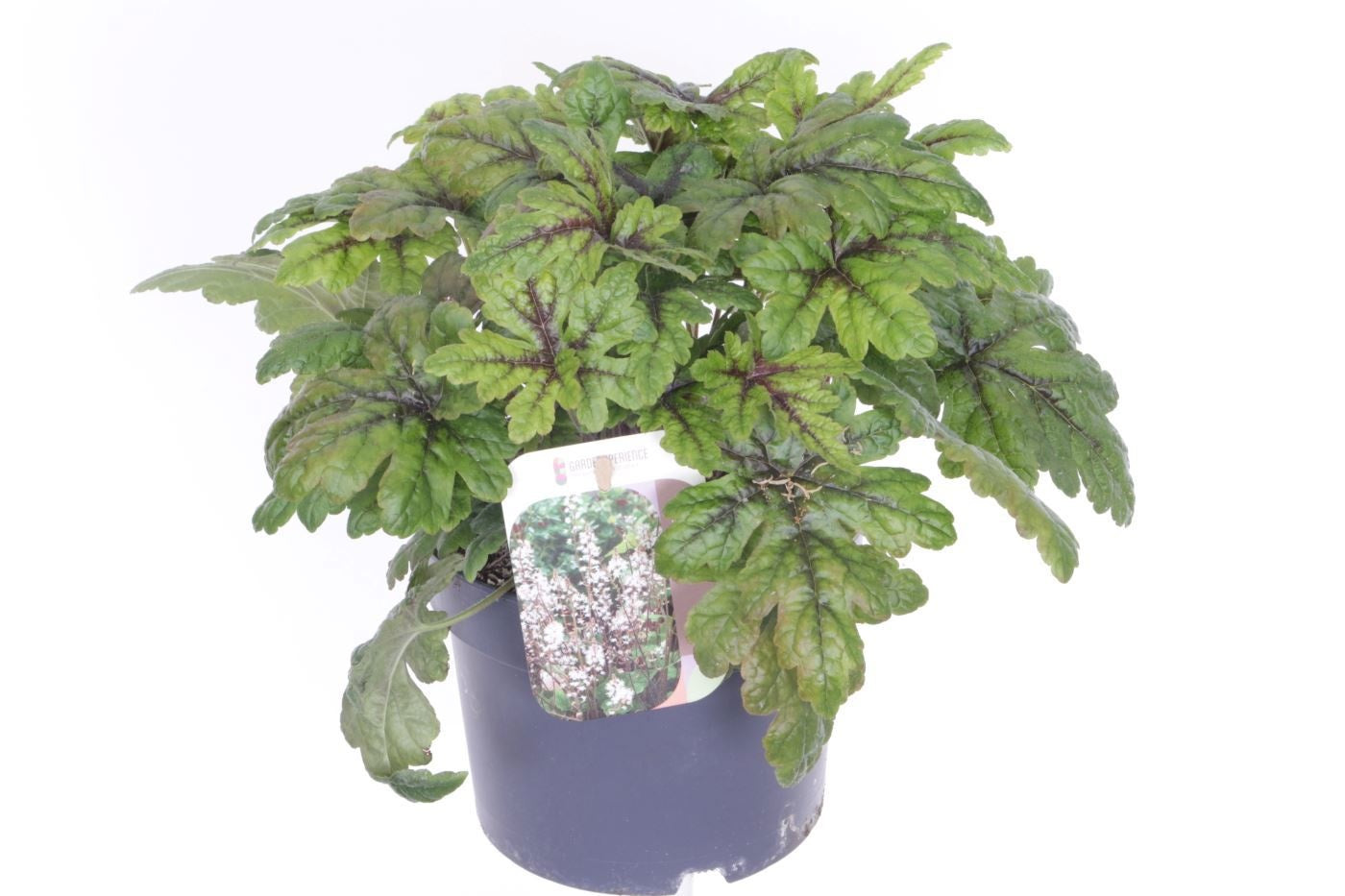 Noordpoel BV, Kw. de Tiarella cordifolia Pack of 6