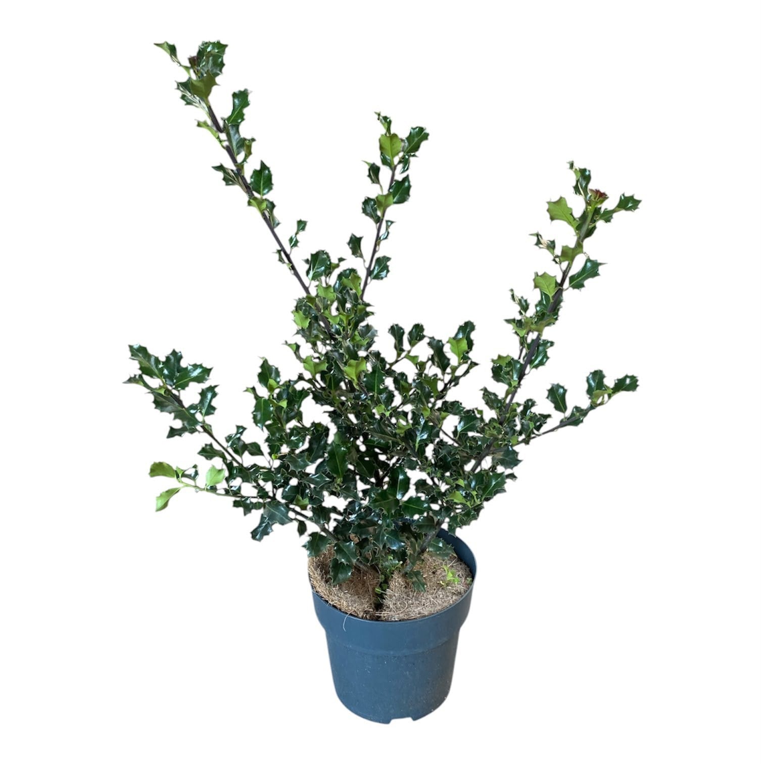 Ilex meserveae Blue Angel 80cm 21cm Pot