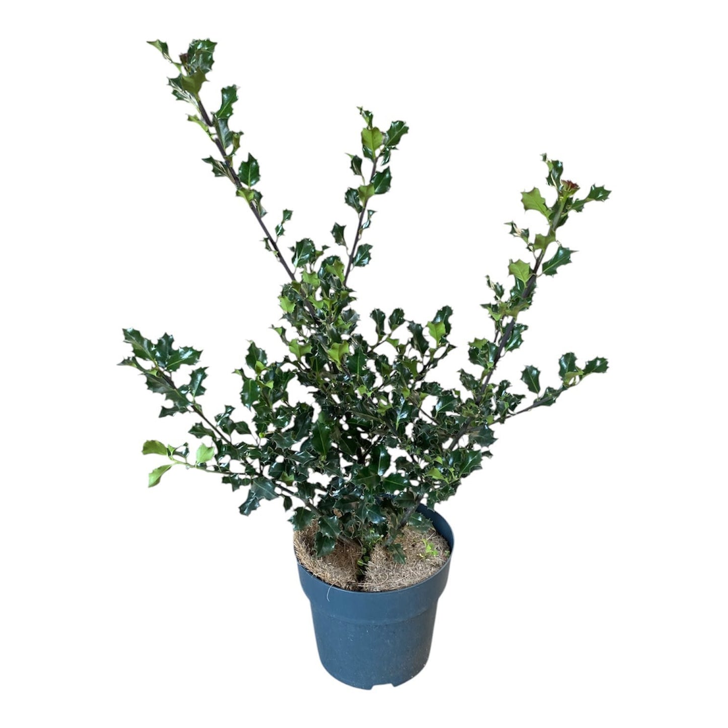 Notkamp Boomkwekerij BV Ilex meserveae Blue Angel Pack of 1