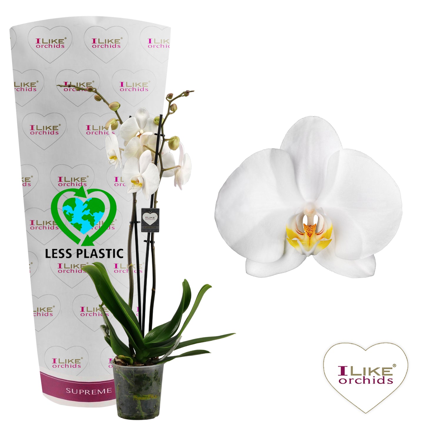Levoplant BV Phalaenopsis Cambridge Pack of 10