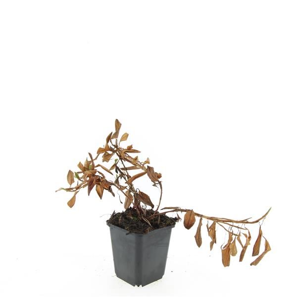 Persicaria aff. Darjeeling Red 5cm 9cm Pot