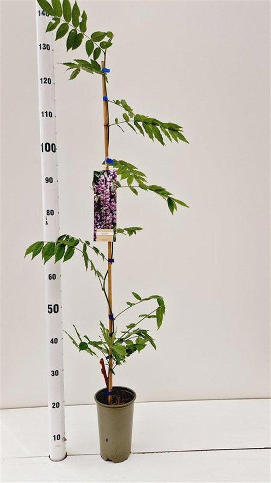 Wisteria Hybrid mix 100cm 14cm Pot