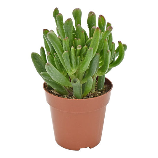Crassula Hobbit 17cm Special Pot (508)