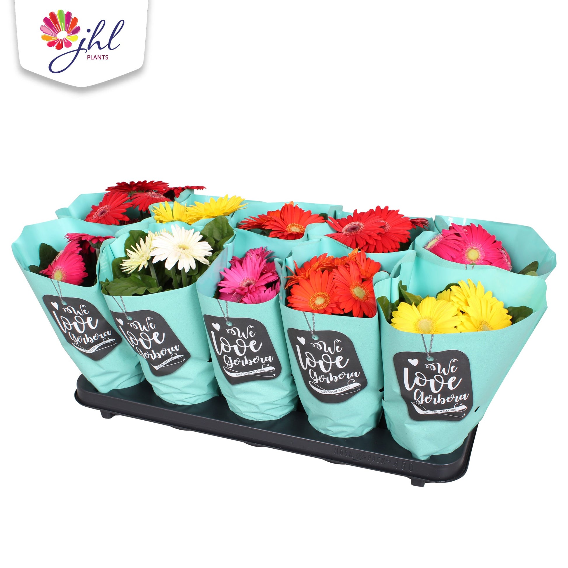 Gerbera Colourgame mix 25cm 12cm Pot