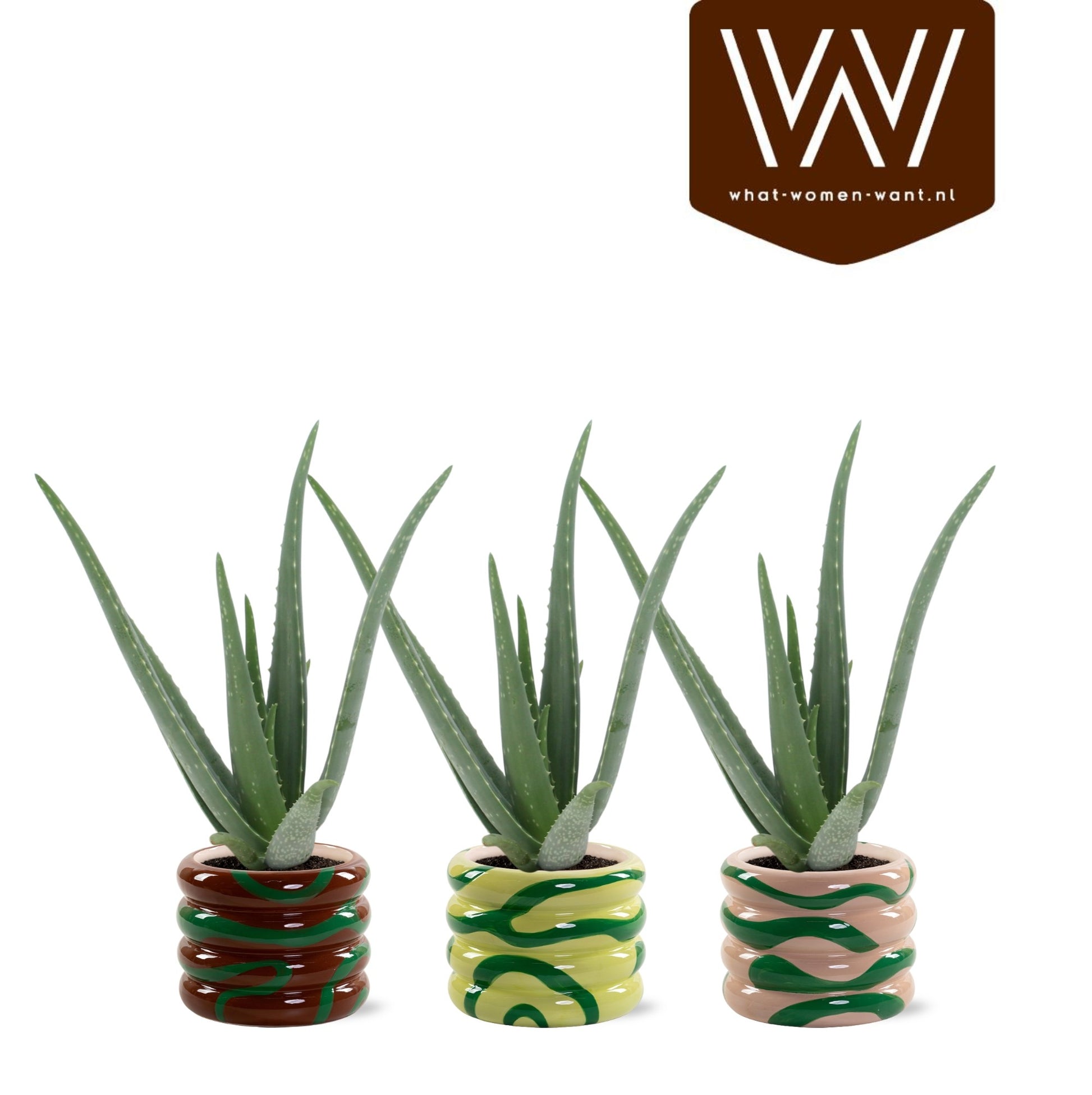 Aloe vera 42cm 13cm Pot