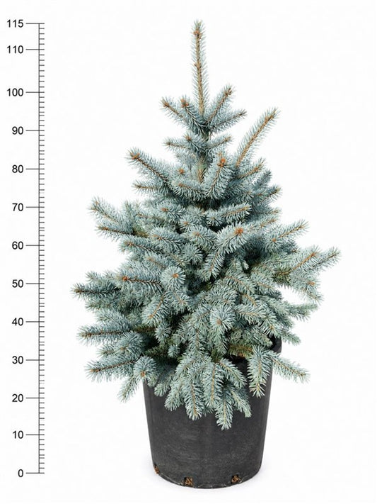 Picea 115cm 40cm Pot