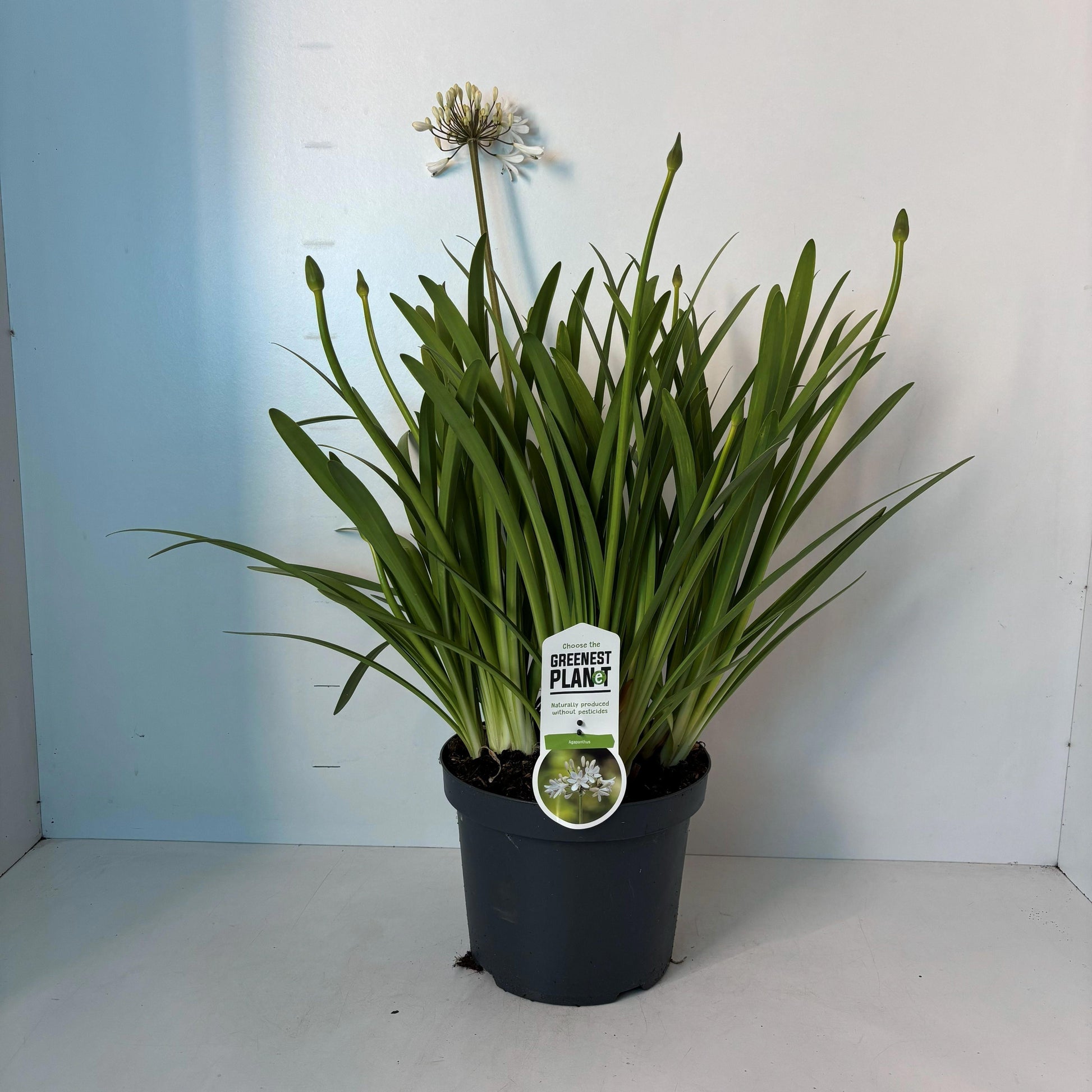 Agapanthus Leicester 75cm 26cm Pot