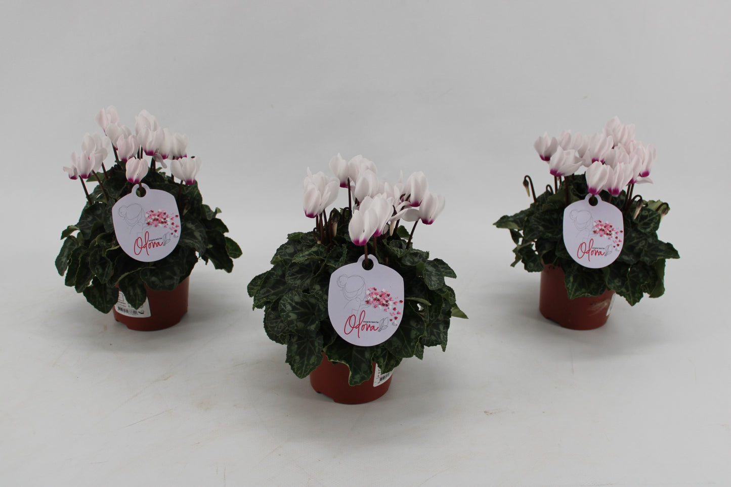 Grootscholten BV. Gebr. Cyclamen Odora White with Eye Pack of 8