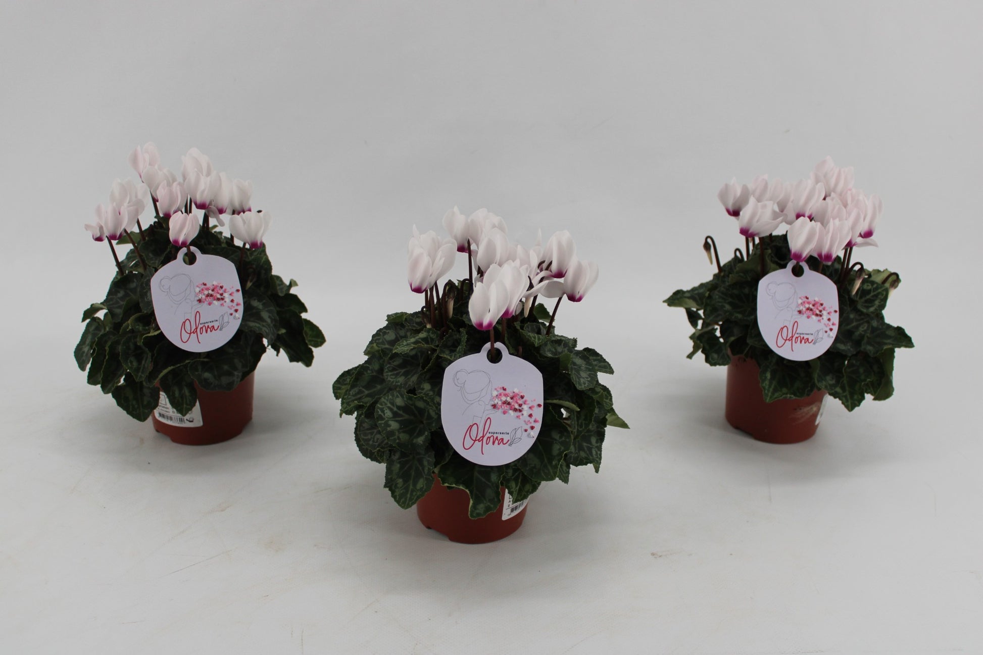 Grootscholten BV. Gebr. Cyclamen Odora White with Eye Pack of 8