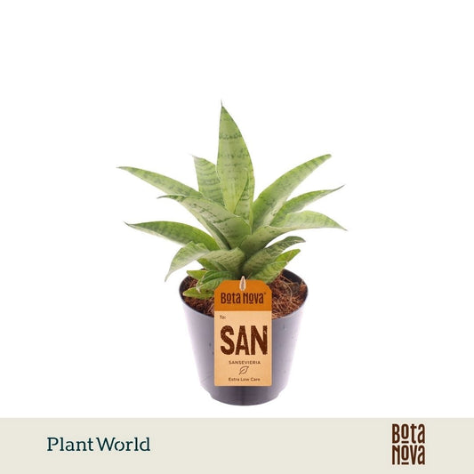 Sansevieria cylindrica 15cm 8.5cm Pot