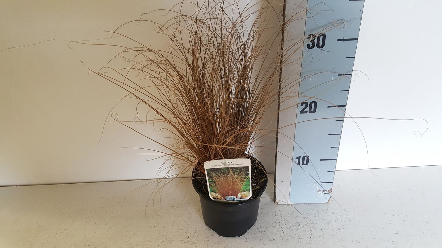 Carex Bronze Form 30cm 13cm Pot
