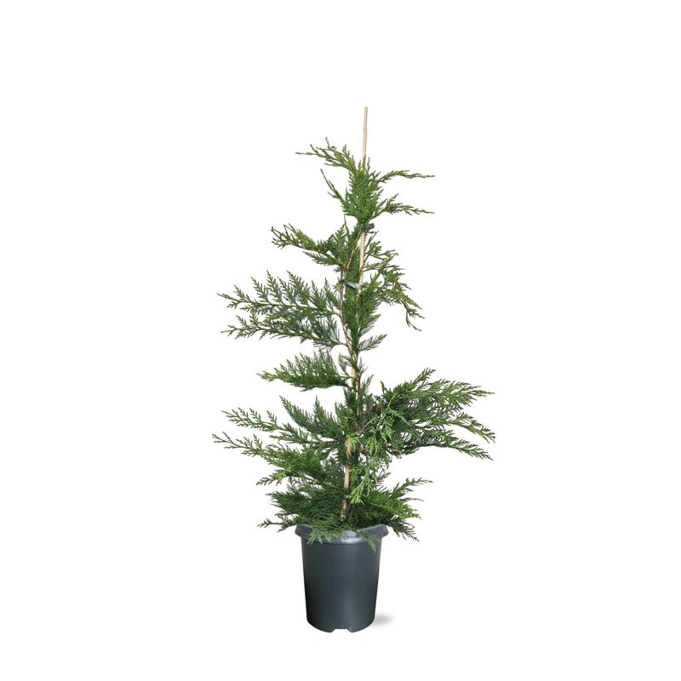 Cupressocyparis leylandii 110cm 21cm Pot