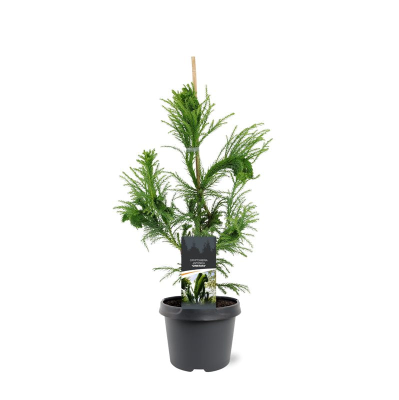 Bremmer Boomkwekerijen Cryptomeria Cristata Pack of 1