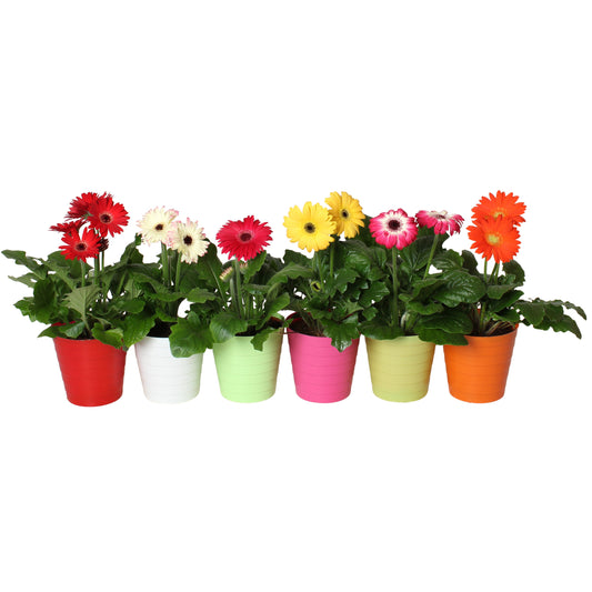 Gerbera mix 20cm 12cm Pot