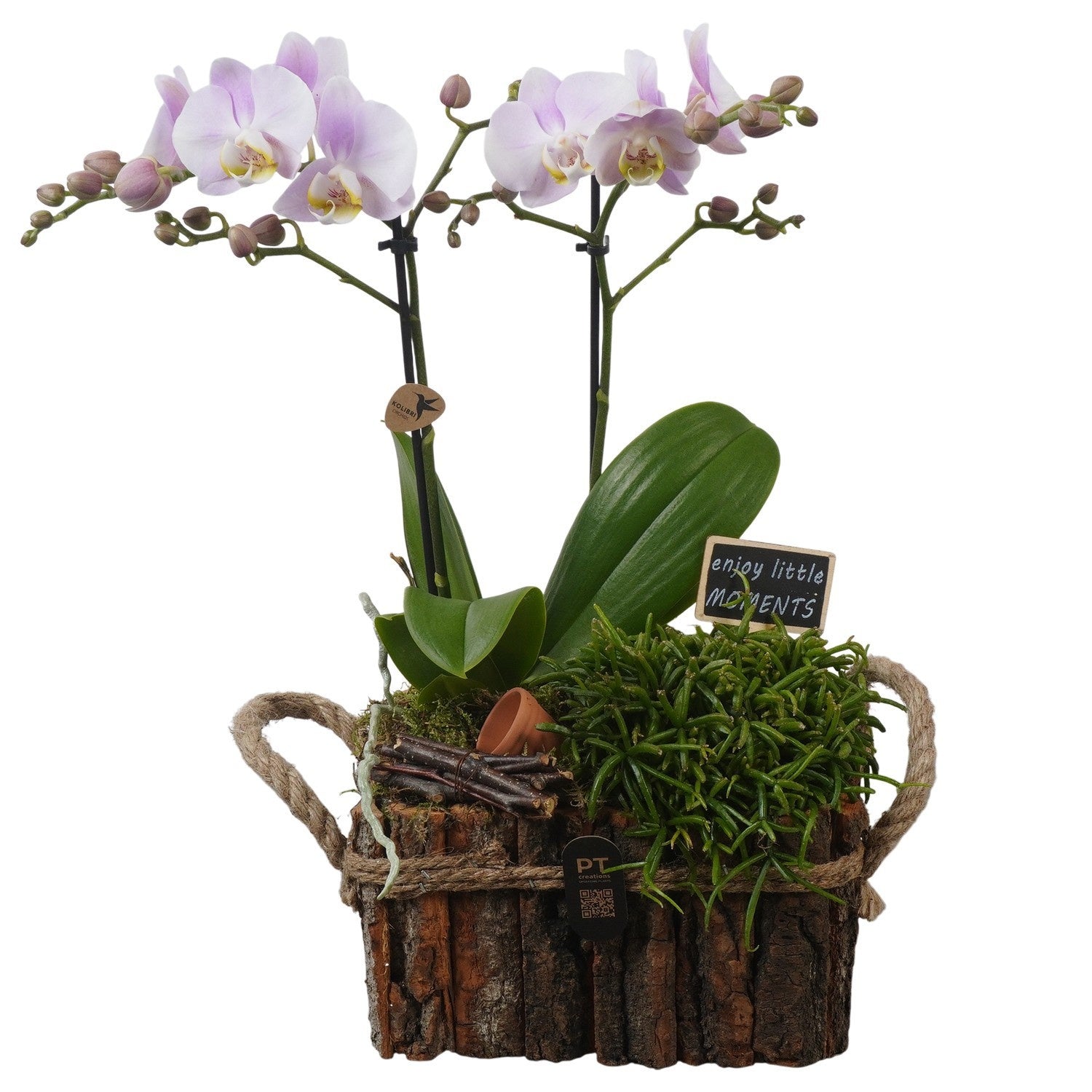 Indoor arrangement 43cm 20cm Pot