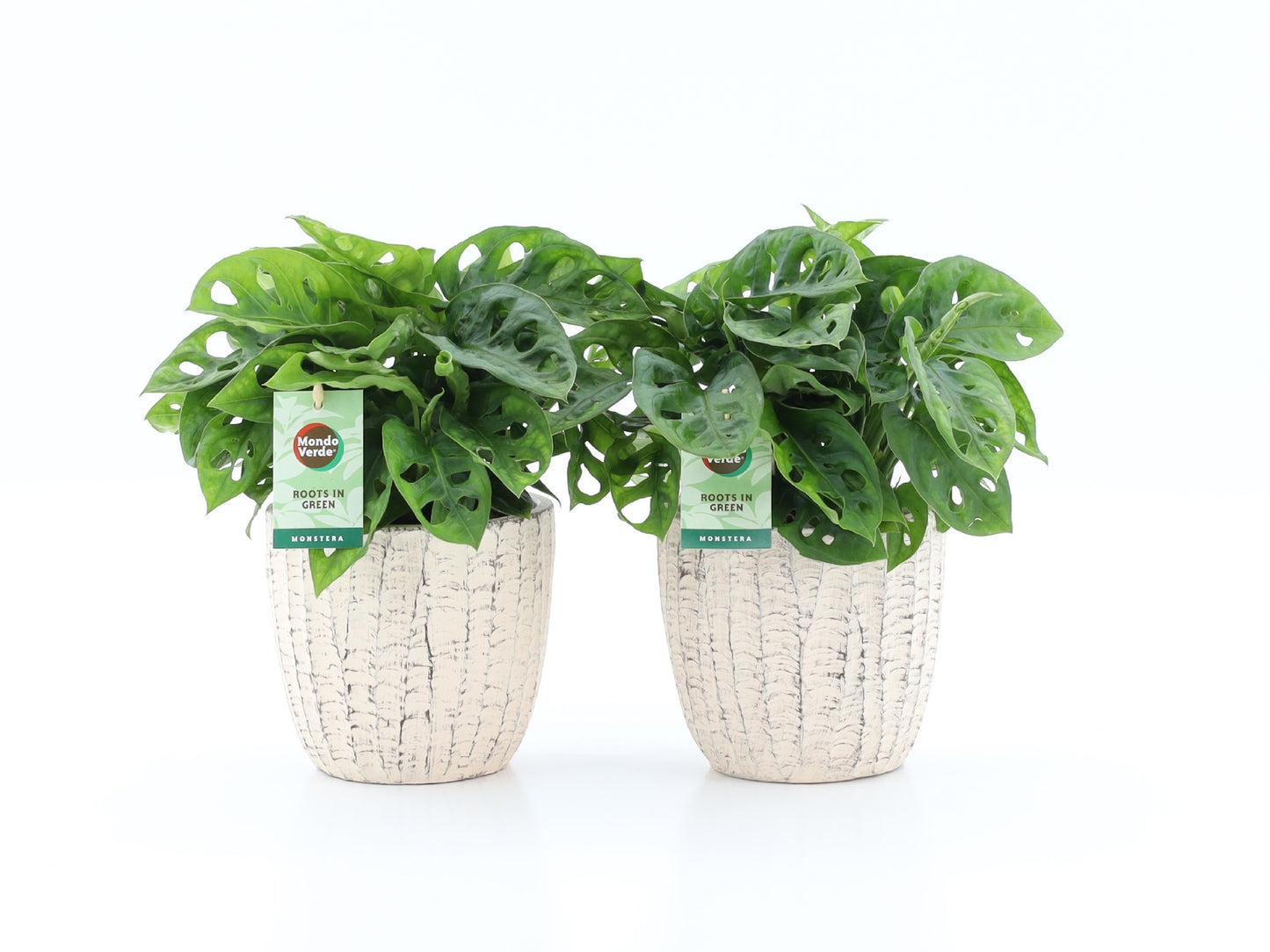 Monstera adansonii 25cm 13cm Pot