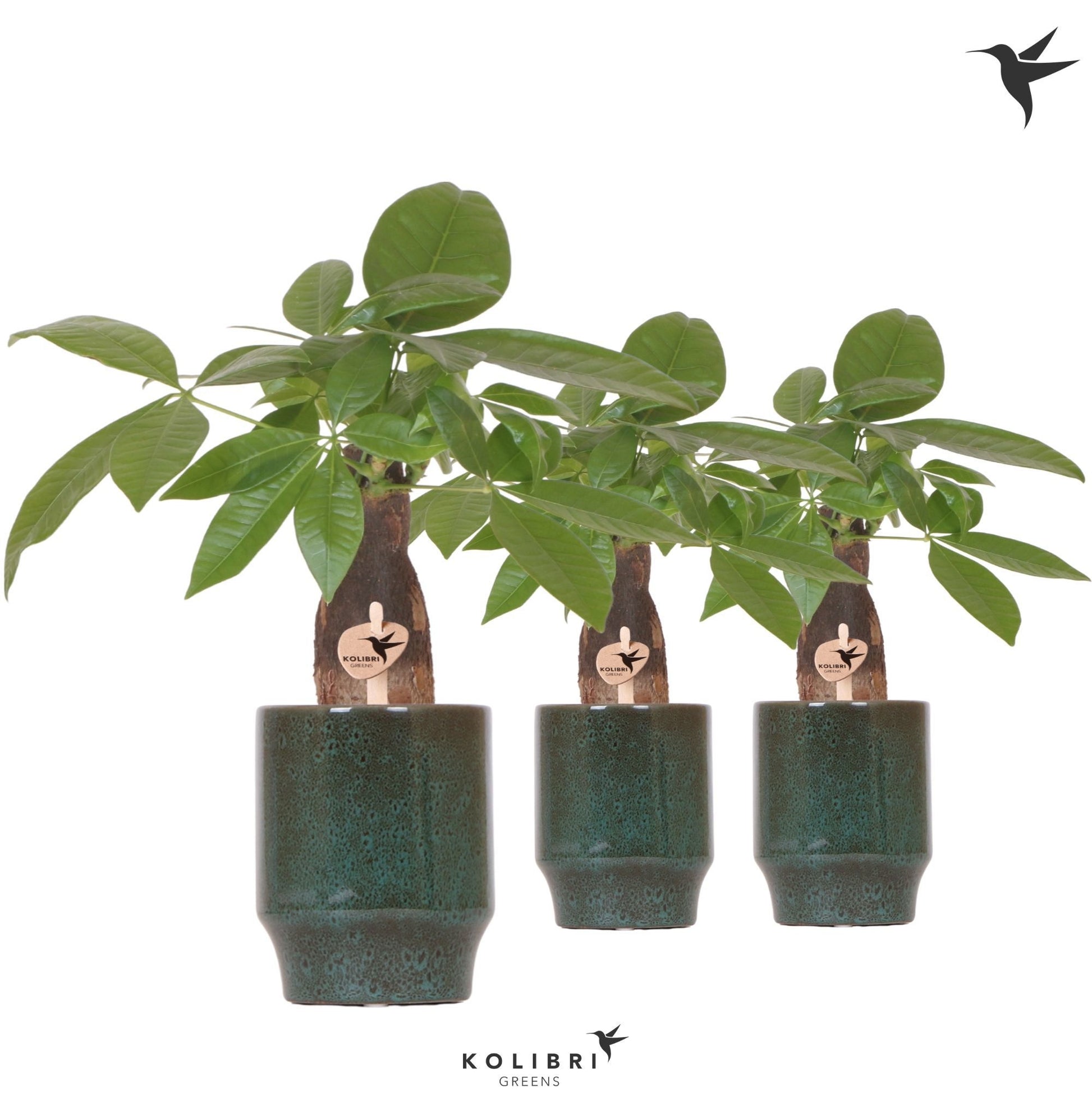 Pachira aquatica 34cm 9cm Pot