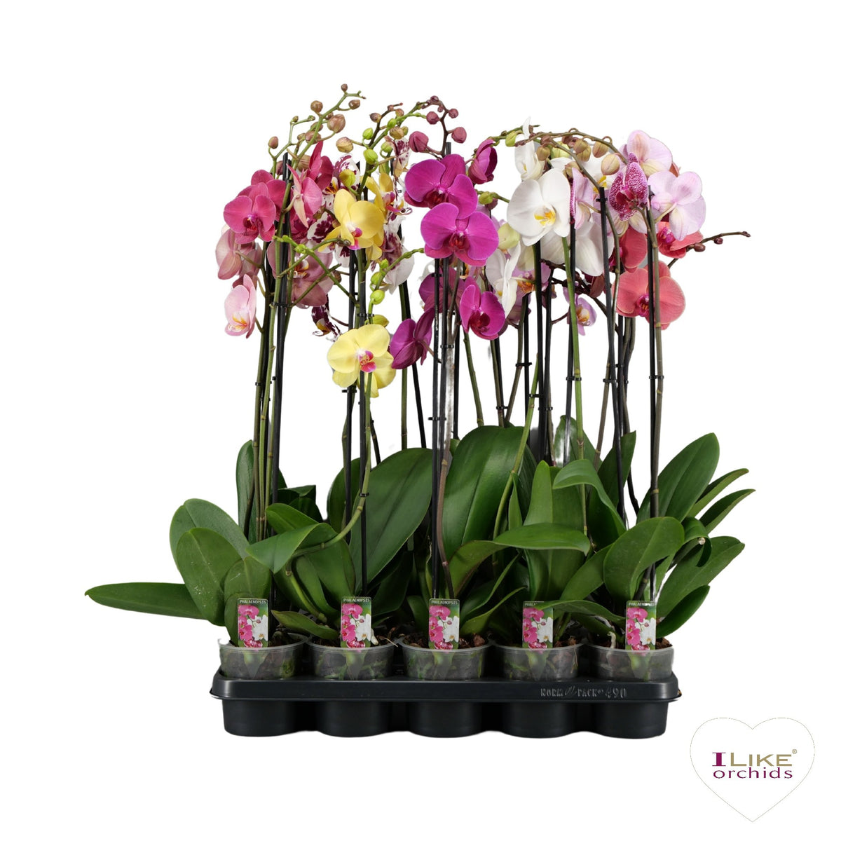 Phalaenopsis mix 75cm 12cm Pot