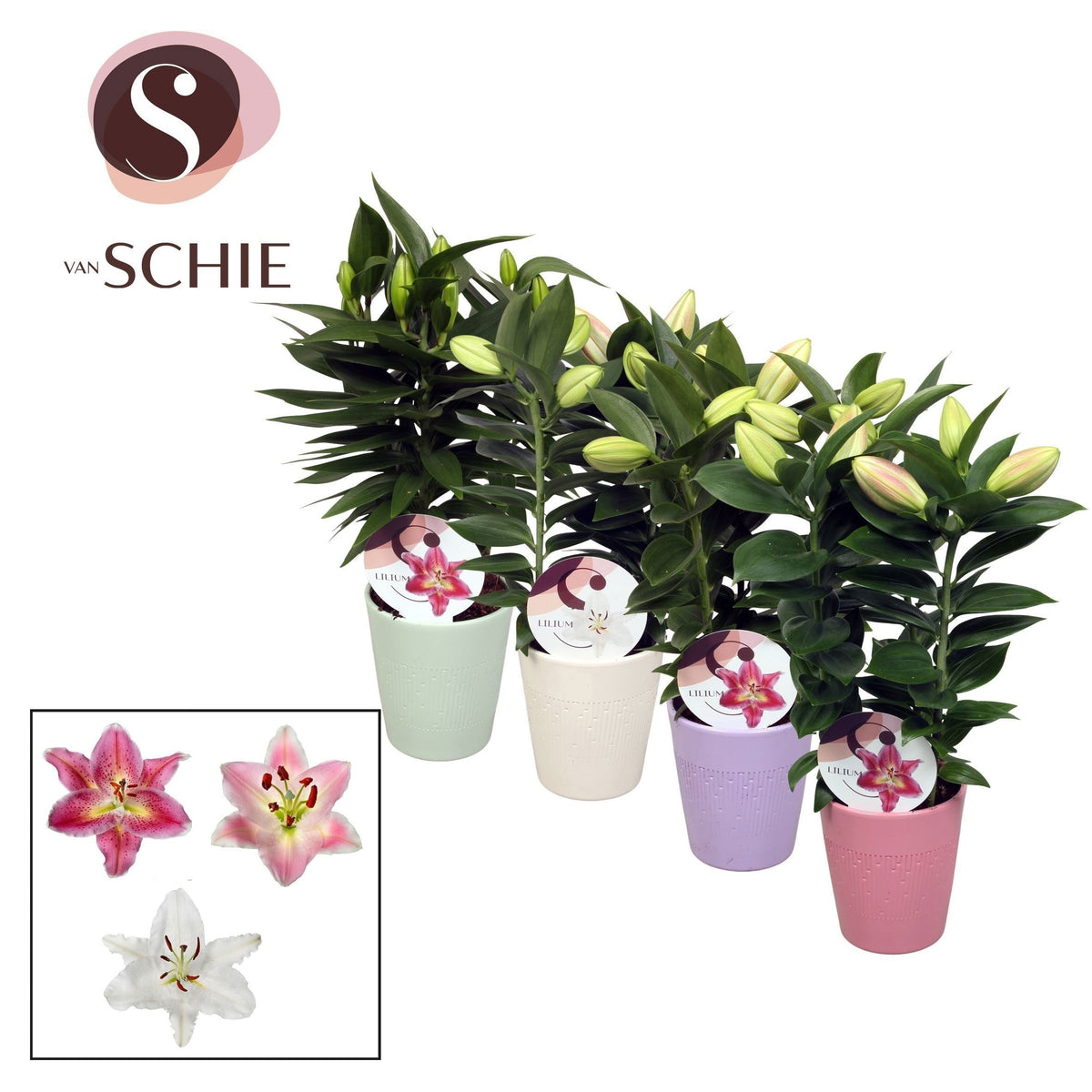 Lilium oriental mix 40cm 13cm Pot