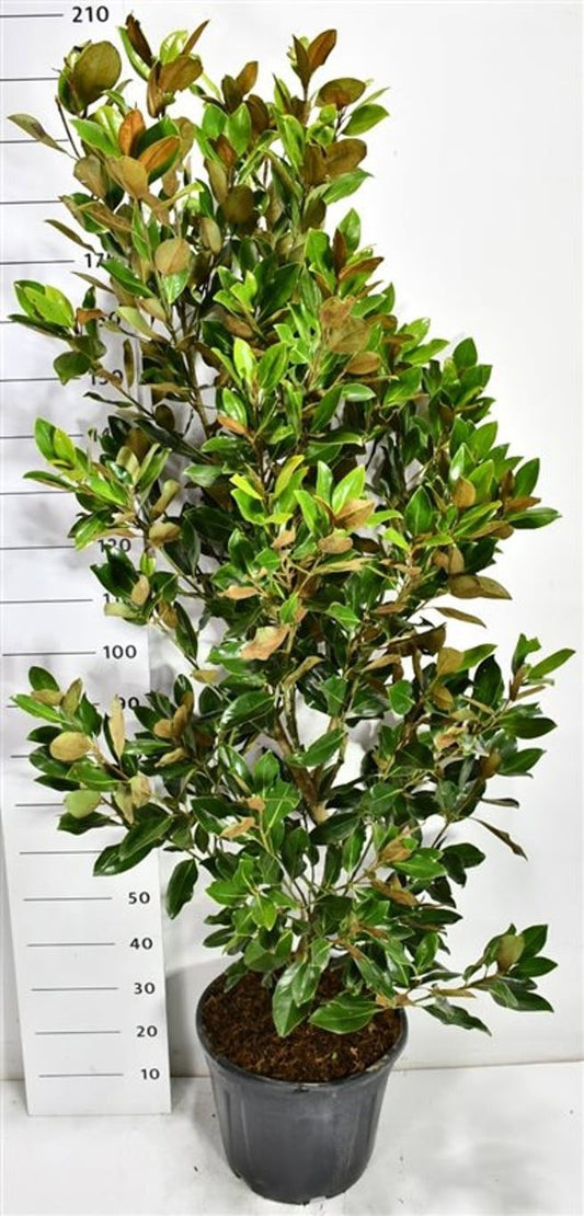 Magnolia grandiflora 180cm 40cm Pot